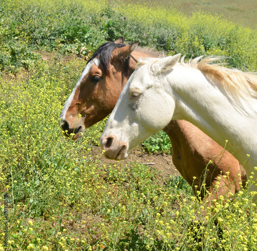 horse in the meadow