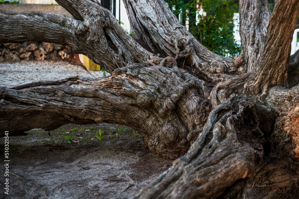 Melaleuca Armillaris is a very large tree, with large branches, originally from Australia