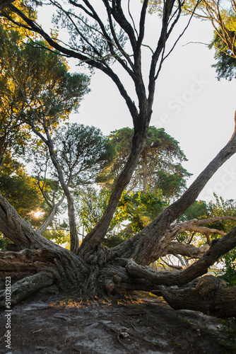 Melaleuca Armillaris is a very large tree, with large branches, originally from Australia photo