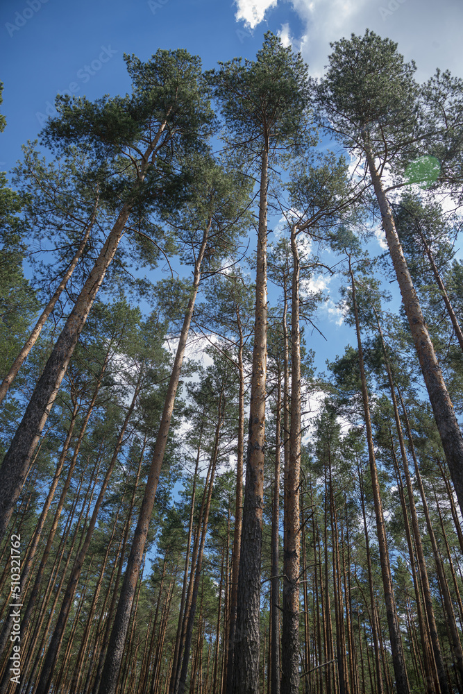 Fototapeta premium pine forest in the morning