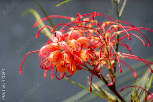 Selective focus of red orange flower in garden, Grevillea johnsonii commonly known as Johnson's spider flower is a species of flowering plant in the family Proteaceae, Nature floral background. photo
