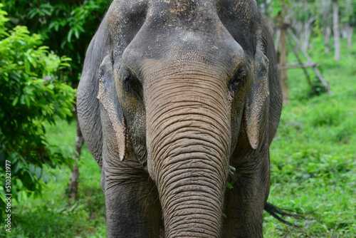 elephant in zoo