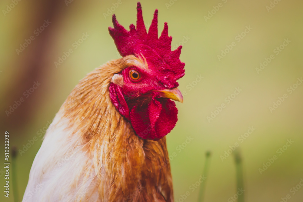 Beautiful Rooster on nature background