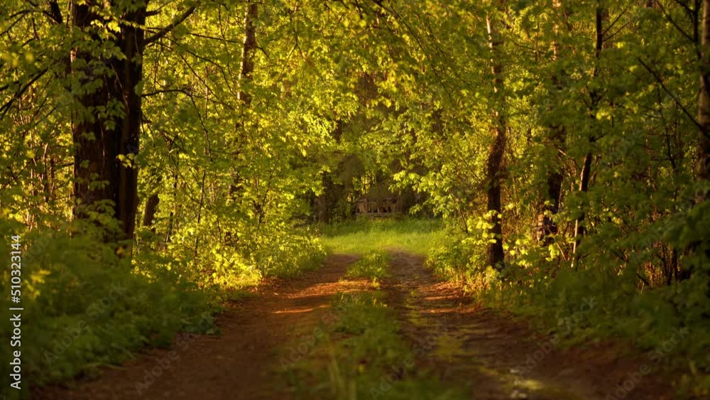 A road in the forest, illuminated by the sun A road in the forest, illuminated by the sun