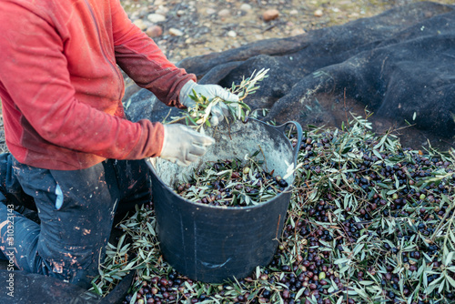 unrecognizable worker separating the olives from the branches and throwing them into a basket