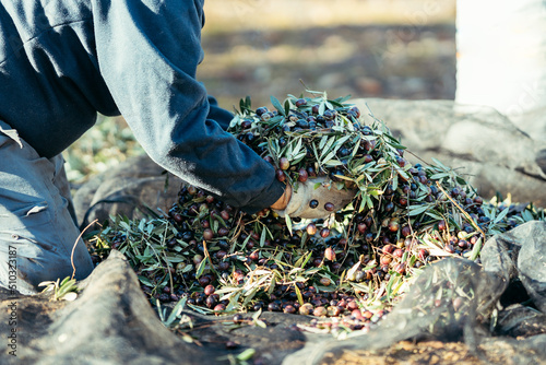 worker lifting a pile of olives with his hands