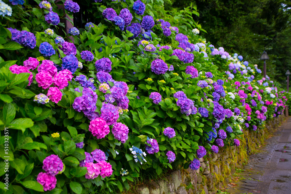 Obraz premium 紫陽花