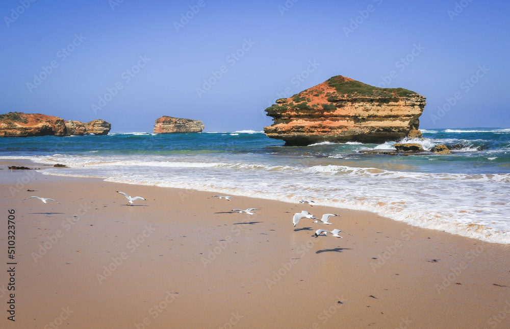 Seagulls flying on the beach in Australia - Twelve Apostles Marine National Park, Victoria
