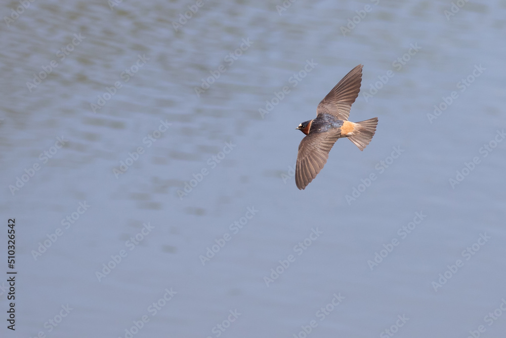 Naklejka premium Cliff Swallow in Graceful Flight