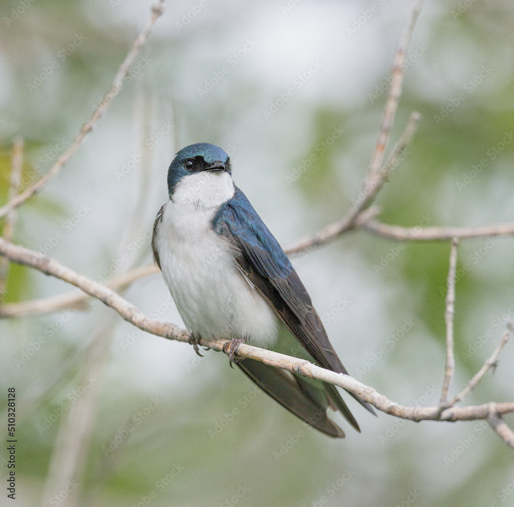 Male Tree Swallow perched in a tree or on a post