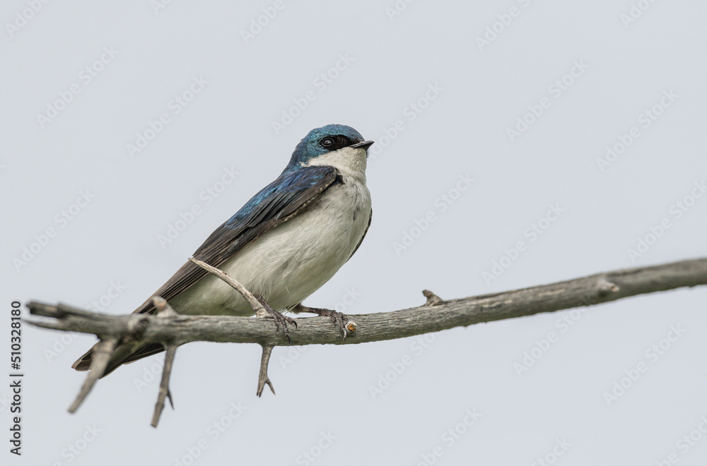 Male Tree Swallow perched in a tree or on a post Male Tree Swallow perched in a tree or on a post