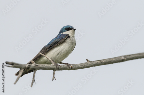 Male Tree Swallow perched in a tree or on a post © photobyjimshane