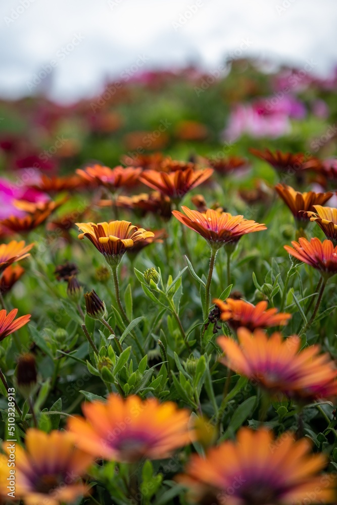 Orange and Red Flower Field Orange and Red Flower Field
