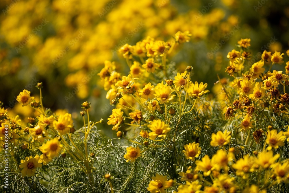 Obraz premium Yellow Flowers