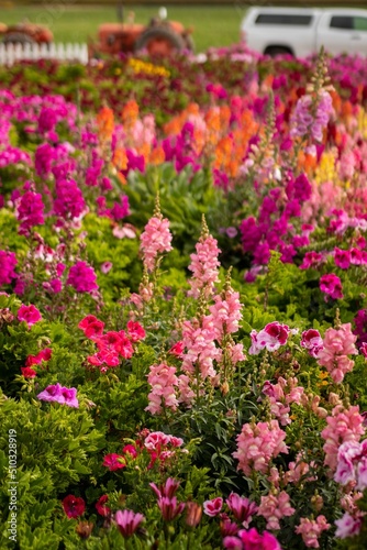 Red and Pink Flowers
