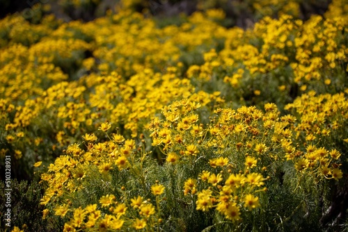 Yellow Flower Bush