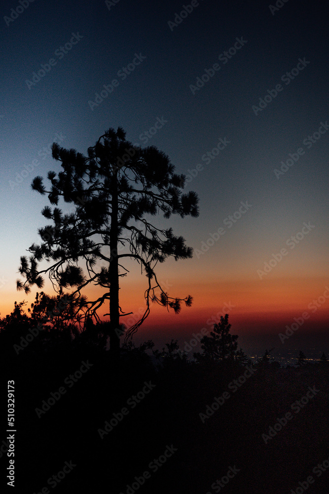 Tree in Sunset Tree in Sunset