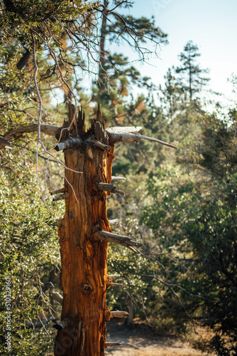 Tree in Wood