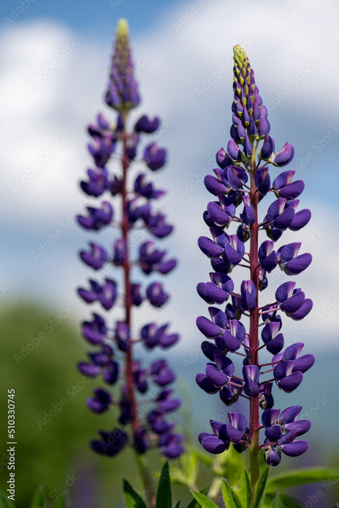 Lupines. New Hampshire
Lupines. New Hampshire