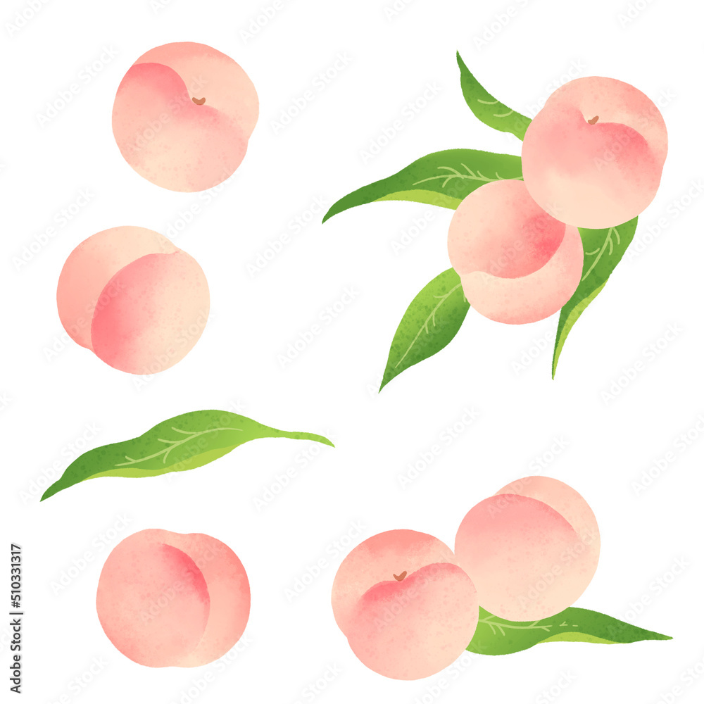 白桃の手描きイラスト Stock イラスト Adobe Stock 白桃の手描きイラスト Stock イラスト Adobe Stock