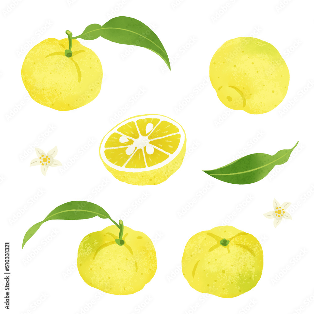 柚子の手描きイラスト Stock イラスト Adobe Stock