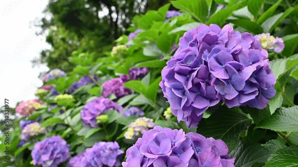 東京都北区王子に咲くたくさんの紫陽花 東京都北区王子に咲くたくさんの紫陽花