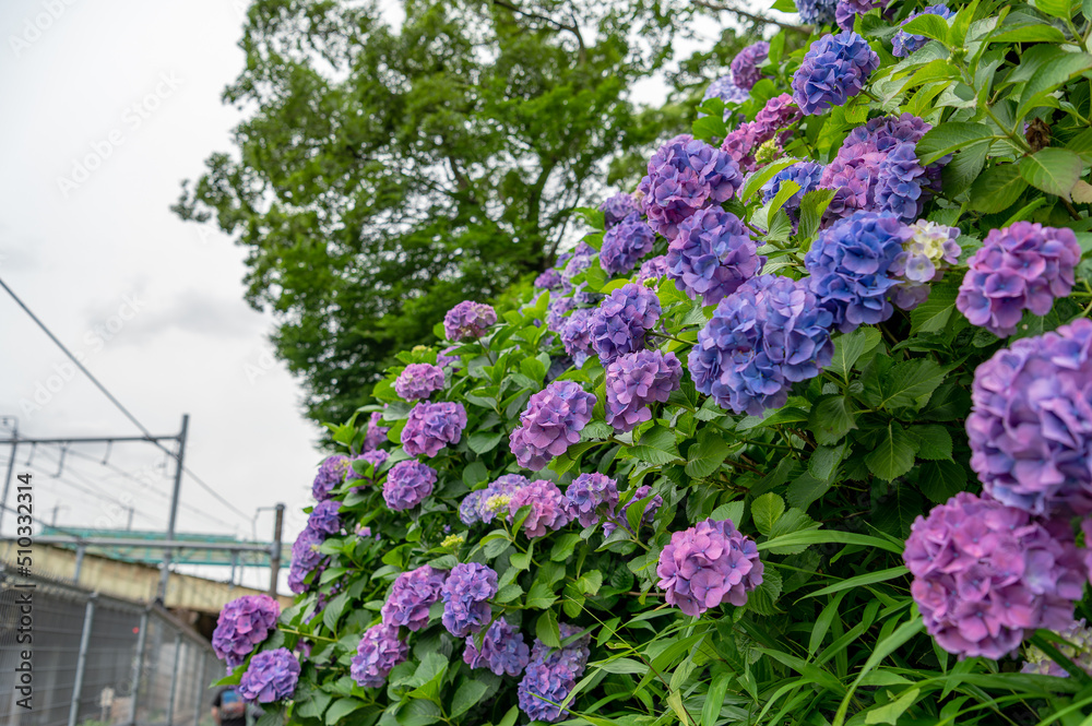Obraz premium 東京都北区王子に咲くたくさんの紫陽花