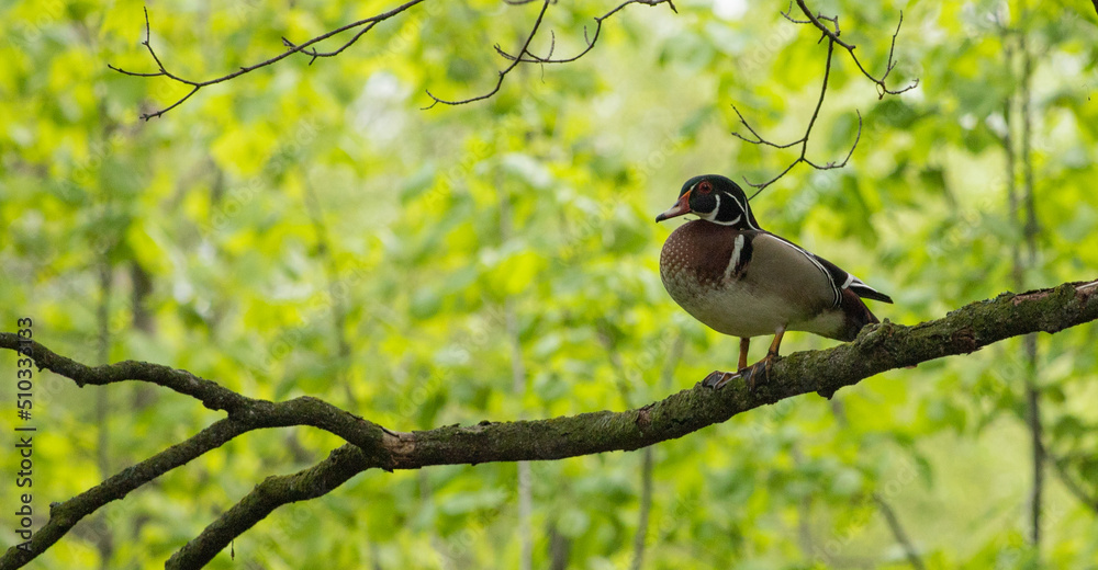 Wood Duck on Branch Wood Duck on Branch