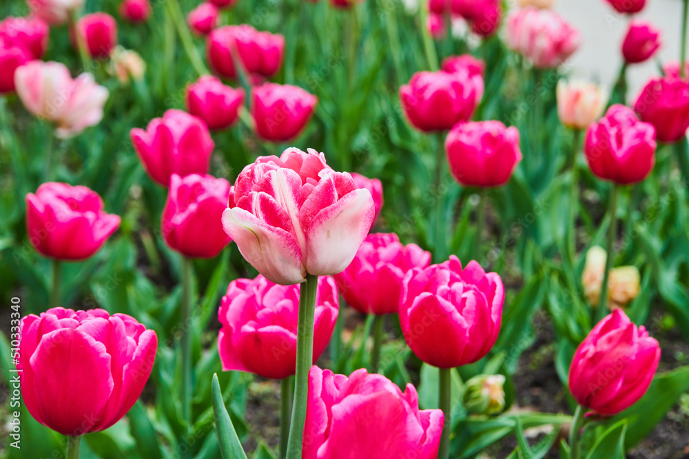 Stunning spring tulips of pink in detail