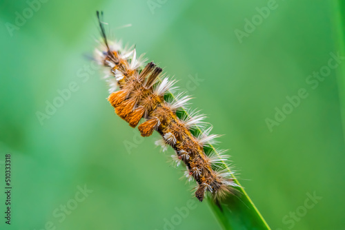 caterpillar on a leaf © William Huang