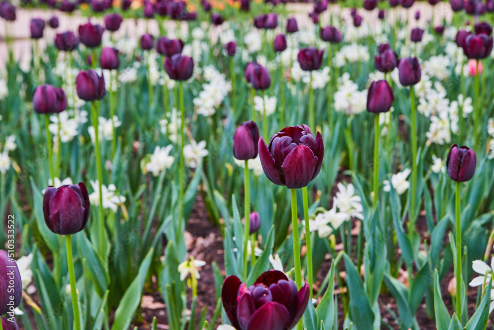 Obraz premium Spring tulip garden up close with purple and white flowers