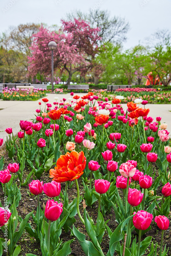 Peak spring colorful valentines day tulip garden in Indiana city park Peak spring colorful valentines day tulip garden in Indiana city park