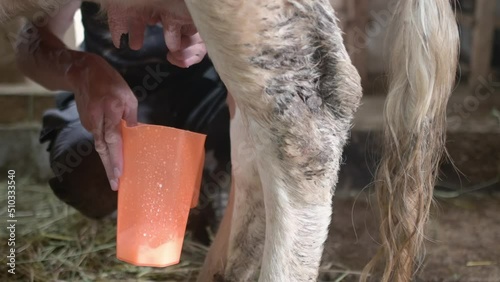 Handsome mature farmer manually milking a cow on his own farm. Animal husbandry is a traditional branch of agriculture. animal husbandry