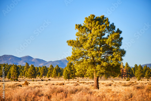 Lone pine tree in desert field with mountains in background