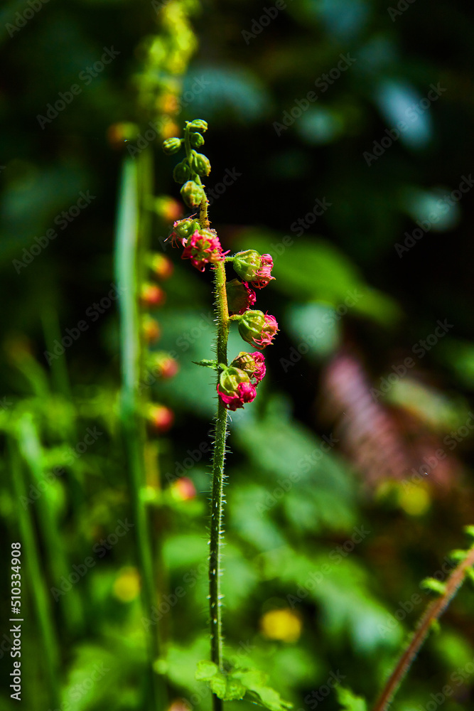 Spring plant stem with tiny red flowers Spring plant stem with tiny red flowers