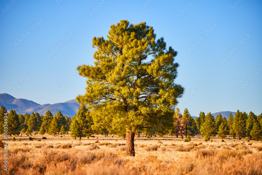 Lone pine tree centered in frame of desert field with mountains in distance