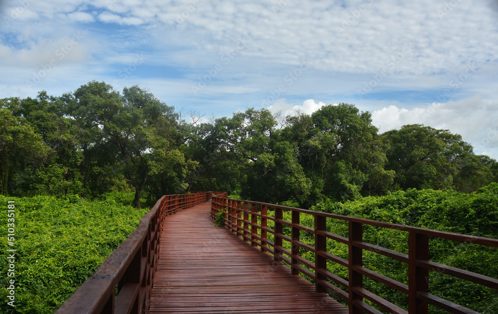 The wooden bridge is a beautiful natural walkway.