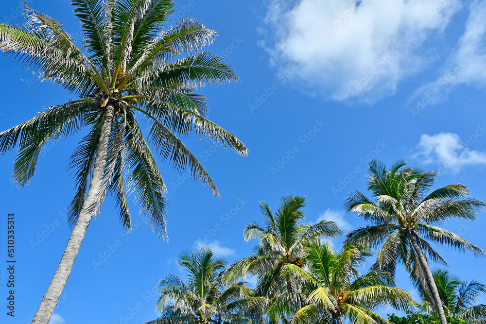 Coconut palm trees against a blue sky background Coconut palm trees against a blue sky background
