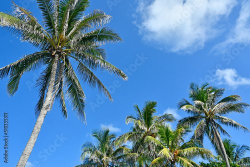 Coconut palm trees against a blue sky background