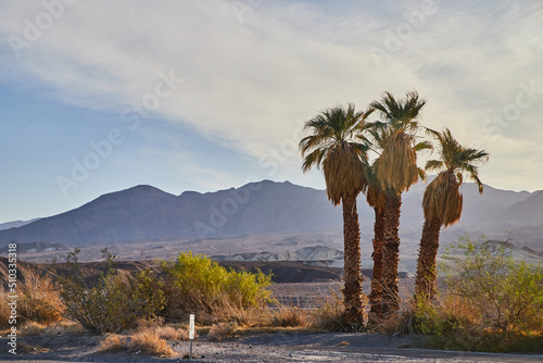 Three palm trees surrounded by desert plains and mountains in distance photo