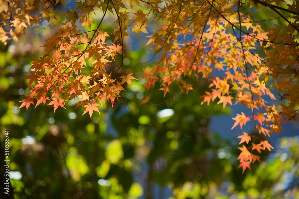 藺牟田池の紅葉
藺牟田池の紅葉