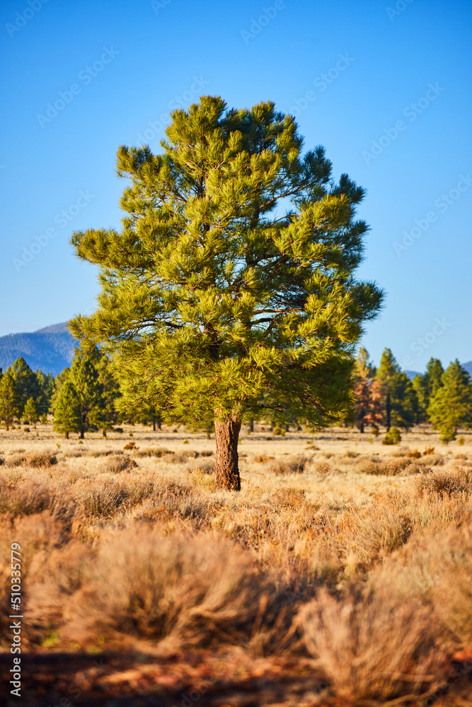 Lone beautiful green pine tree in desert shrub landscape Lone beautiful green pine tree in desert shrub landscape