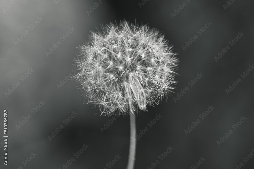 An isolated close up black and white photograph of a dandelion flower that has gone to seed with a blurred bokeh background. An isolated close up black and white photograph of a dandelion flower that has gone to seed with a blurred bokeh background.