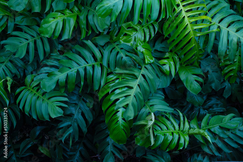 creative tropical monstera green leaves © onairjiw