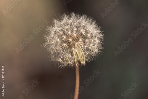 An isolated close up photograph of a dandelion flower that has gone to seed with a brown earth toned blurred bokeh background.