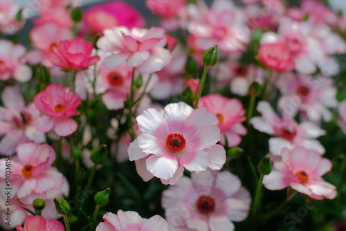pink flowers © Yohei
