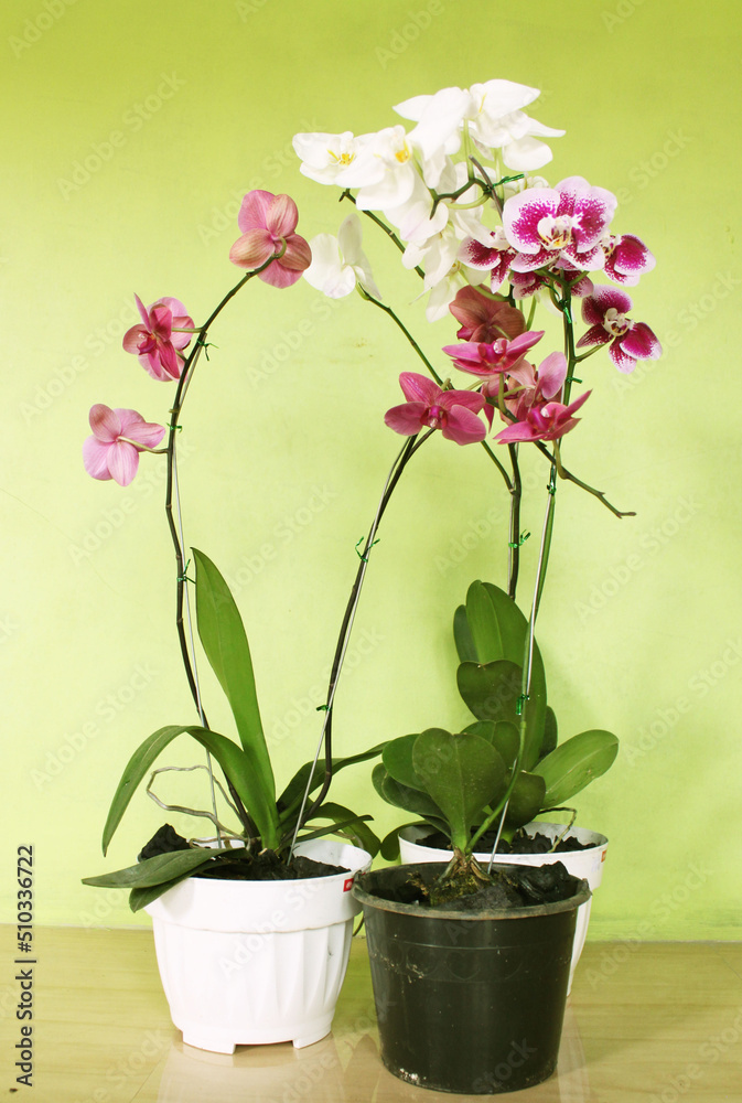 Orchid in the front of background green wall