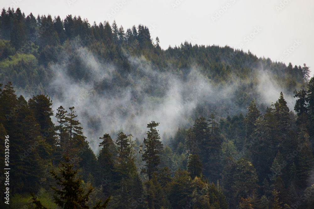 Pine tree mountain silhouette filled with morning fog