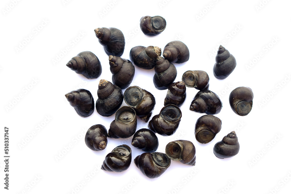 Thai river mollusks that live in freshwater or River snails on white background. Edible and economic agriculture products that some Thai farmers make the mollusks farm for sell to the restaurants. Thai river mollusks that live in freshwater or River snails on white background. Edible and economic agriculture products that some Thai farmers make the mollusks farm for sell to the restaurants.