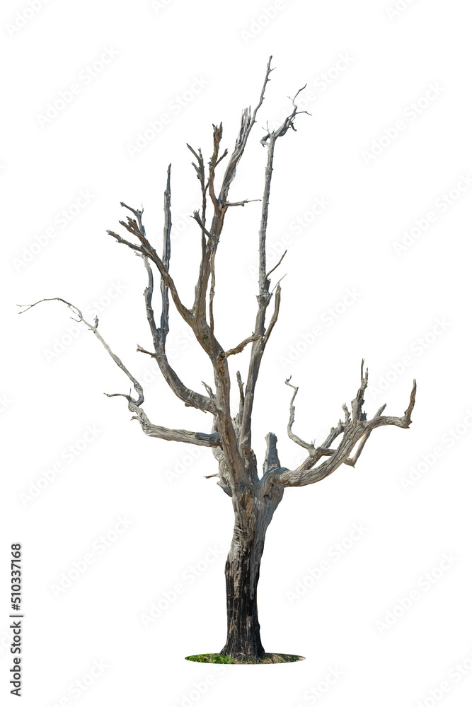 Single old and dead tree isolated on white background. Single old and dead tree isolated on white background.